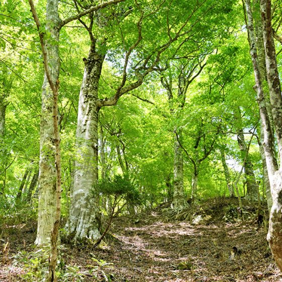 生命の循環の一部となる、循環葬®︎「RETURN TO NATURE」の埋葬の形